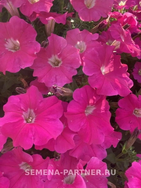 Петуния серия «Итальянка» РОЗАБЕЛЛА F1 5шт в амп