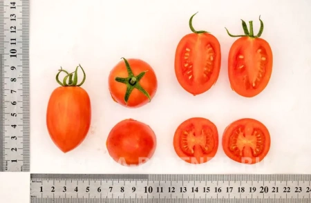 Томат ПЛАМЯ F1 10шт