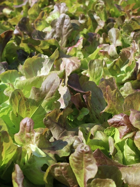 Салат листовой ЭМИЛИ 1г