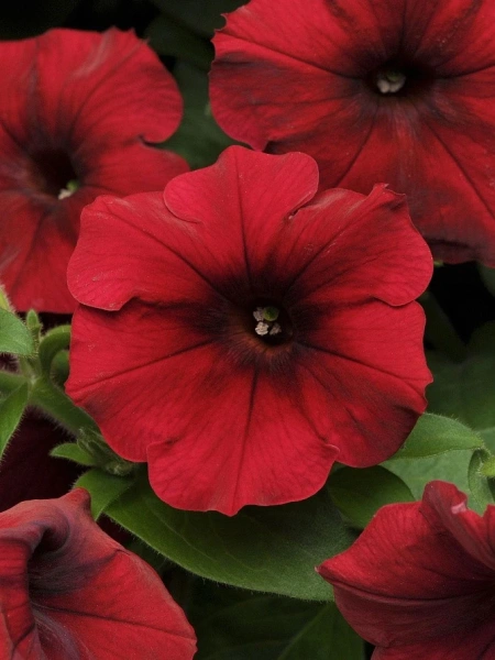 Петуния ИЗИ ВЭЙВ РЕД ВЕЛЮР F1 5шт в амп