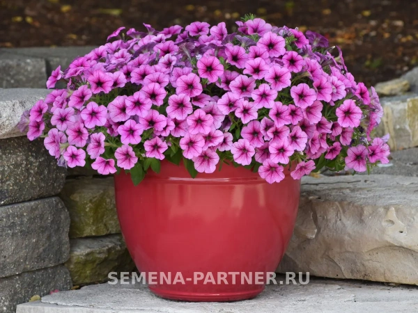 Петуния ИЗИ ВЭЙВ ПЛУМ ВАЙН F1 5шт в амп (ожидается поступление в декабре)