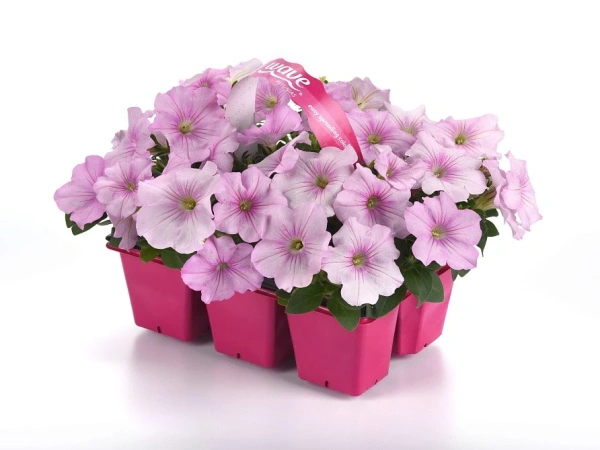 Петуния ИЗИ ВЭЙВ РОЗОВЫЙ ЖЕМЧУГ F1 5шт в амп