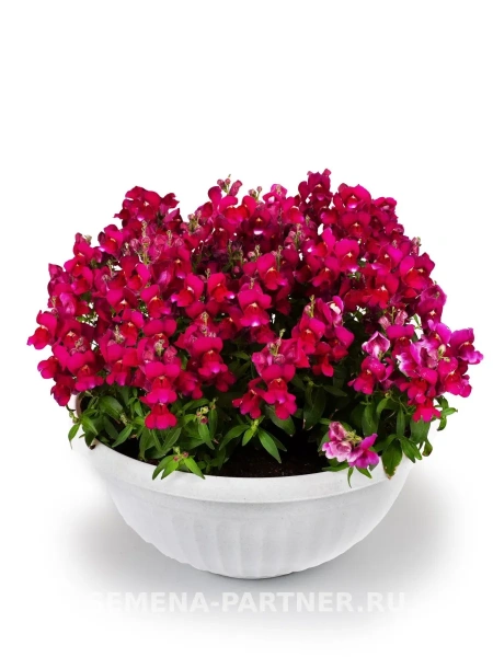 Львиный зев низкорослый крупноцветковый Гранд Аморе КУИНДЖИ F1 2-ной пак. 10шт