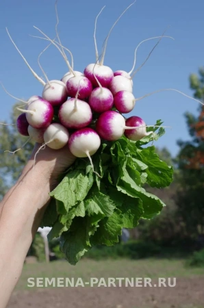 Редис МАРГО 3г