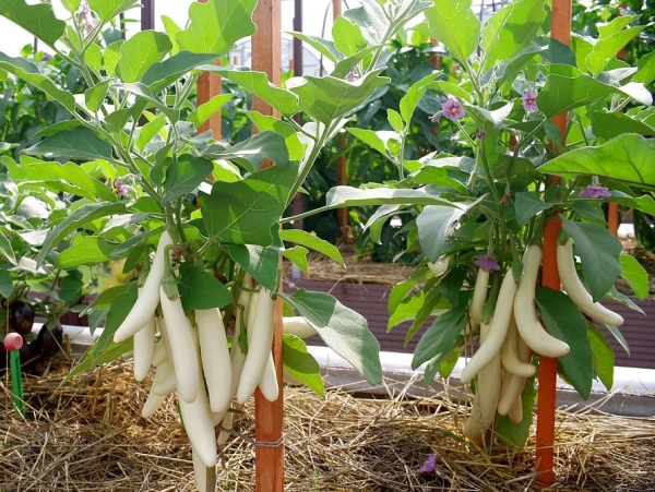 Баклажан МОТЯ F1 10шт