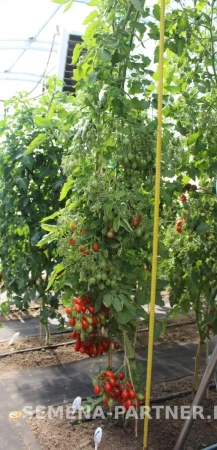 Томат МОНПАНСЬЕ 2-ной пак. 10шт