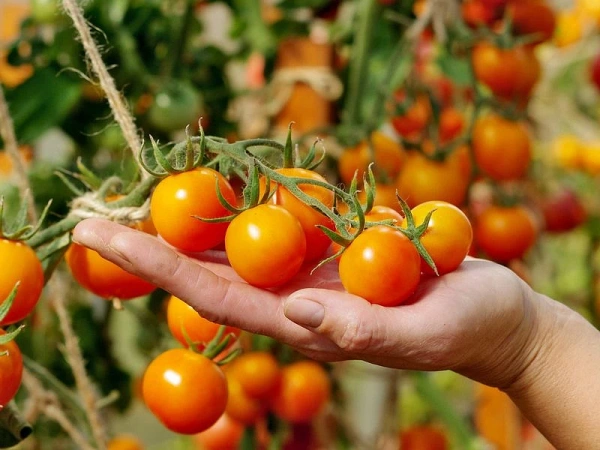 Томат ЯНТАРНАЯ КАПЛЯ F1 2-ной пак. 10шт