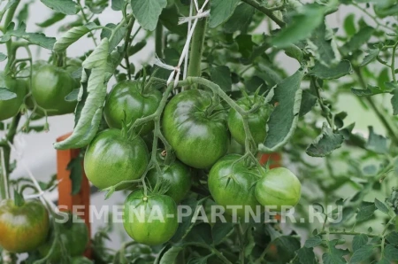 Томат НИАГУС 2-ной пак. 10шт Томат НИАГУС 2-ной пак. 10шт