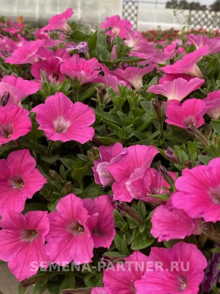 Петуния серия «Итальянка» РОЗАБЕЛЛА F1 5шт в амп