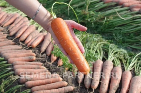 Морковь ДАРИНА 1г