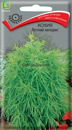 Кохия Летний кипарис (ЦВ) 0,2г