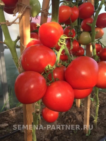 Томат АНТЮФЕЙ F1 2-ной пак. 0,1г Томат АНТЮФЕЙ F1 2-ной пак. 0,1г