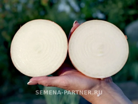 Лук репчатый ВАЛЕРО F1 0,5г