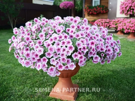 Петуния «Зацветёт LONG» РАЗЛИ ДАЗЛИ F1 5шт в амп