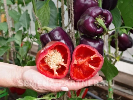 Перец сладкий ТЕКИЛА F1 2-ной пак. 5шт