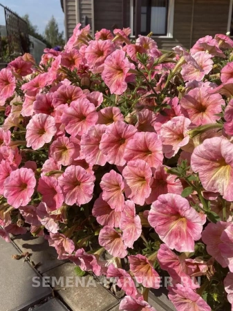 Петуния серия «ЛуЛу» КОКТЕЙЛЬ F1 многоцветковая каскадная терракота 5шт в амп