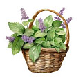 Черноголовка Черноголовка