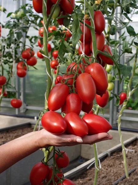 Томат МИЛЛЕНИУМ F1 2-ной пак. 10шт