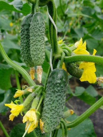 Огурец МИРОША F1 10шт