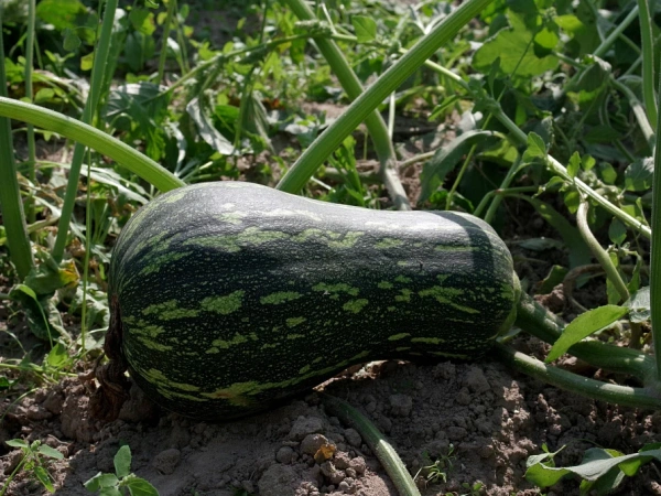 Тыква КВАКИ F1 мускатная 5шт