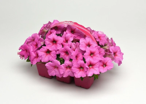 Петуния ИЗИ ВЭЙВ ПИНК ПЕЙШН F1 5шт в амп