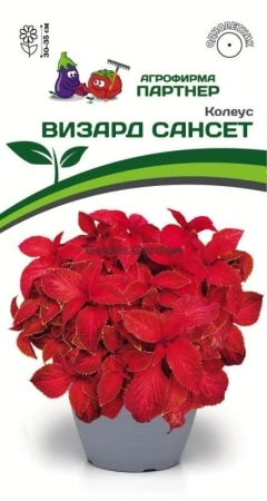 Колеус шлемниковидный ВИЗАРД САНСЕТ 2-ной пак. 10шт