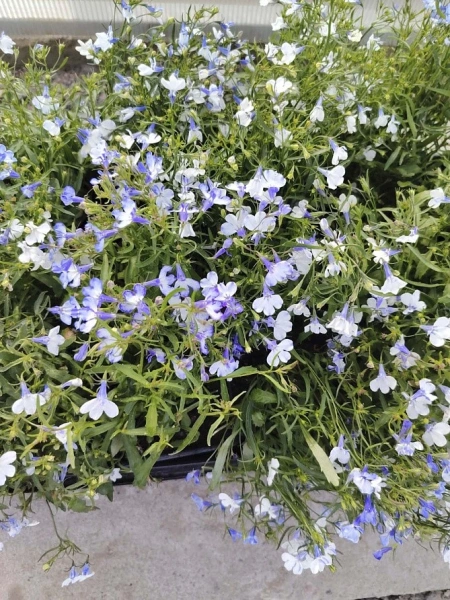 Лобелия РИВЬЕРА БЛУ СПЛЭШ каскадная 10шт в амп (снова в продаже)