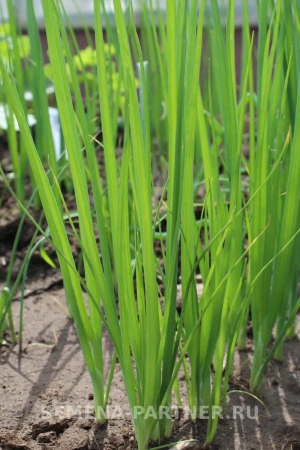 Лук батун ПЕРФОРМЕР 1г