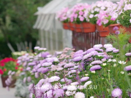 Астра китайская ЗАЧАРОВАННАЯ 5шт в амп