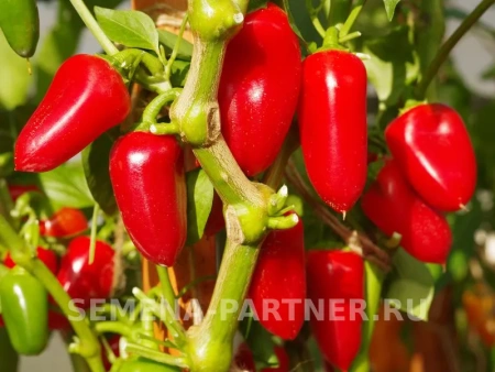 Перец сладкий НИККИ F1 2-ной пак. 5шт Перец сладкий НИККИ F1 2-ной пак. 5шт