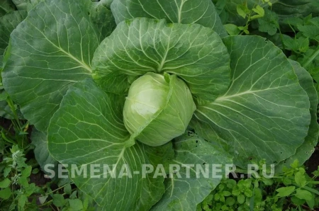 Капуста б/к НАСТЯ F1 0,2г