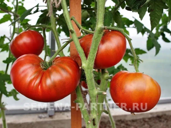 Томат ТАСМАНСКИЙ ШОКОЛАД 10шт Томат ТАСМАНСКИЙ ШОКОЛАД 10шт