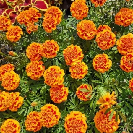 Бархатцы триплоидные Констанс Германия Pro 0,5г