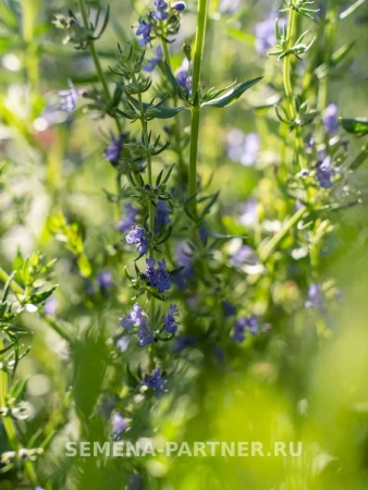 Иссоп ЛЕКАРЬ 0,5г