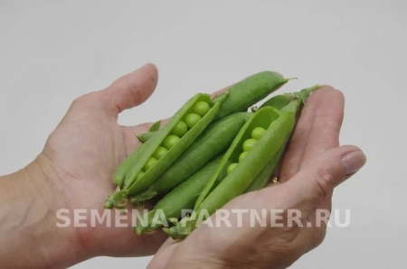 Горох ПРЕМИУМ овощной 25шт