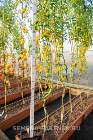 Томат черри ДОКТОР КЭРОЛИН 2-ной пак. 10шт