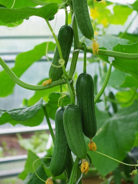 Огурец МАРИНИН F1 5шт