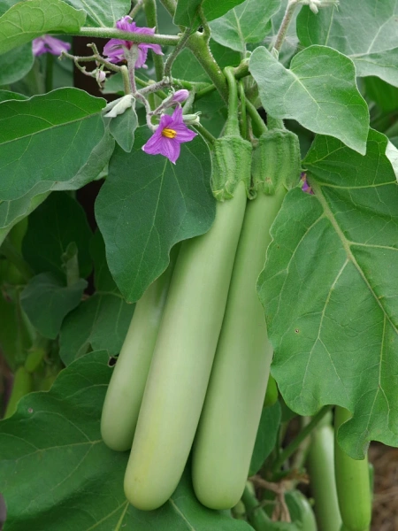 Баклажан ВЛАДИК F1 2-ной пак. 10шт