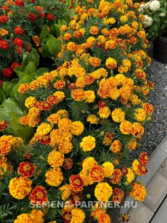 Бархатцы отклоненные БОНАНЗА БИ 2-ной пак. 10шт