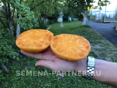 Томат АМАНА ОРАНЖ 0,1г