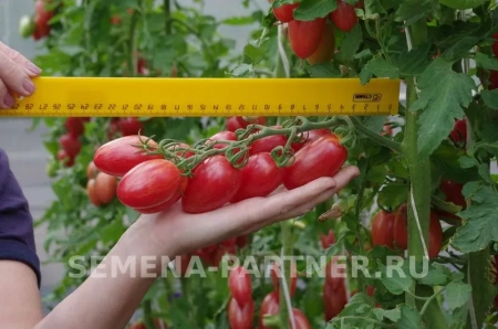 Томат РОЗОВЫЙ КОТЯ F1 2-ной пак. 10шт (снова в продаже) Томат РОЗОВЫЙ КОТЯ F1 2-ной пак. 10шт (снова в продаже)