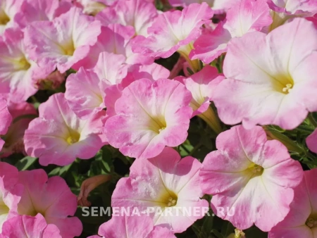 Петуния «Зацветёт SHORT» КОРАЛ БЛАШ F1 5шт в амп