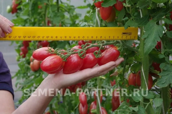 Томат РОЗОВЫЙ КОТЯ F1 2-ной пак. 10шт (снова в продаже) Томат РОЗОВЫЙ КОТЯ F1 2-ной пак. 10шт (снова в продаже)