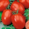 Томат Индио F1 Франция Pro 5шт