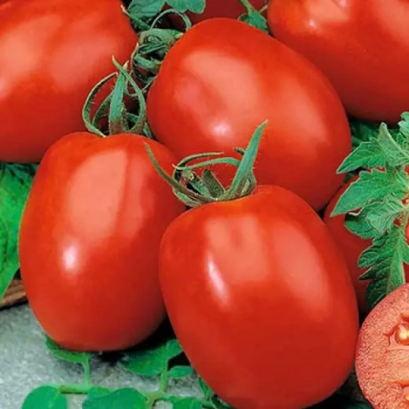 Томат Индио F1 Франция Pro 5шт