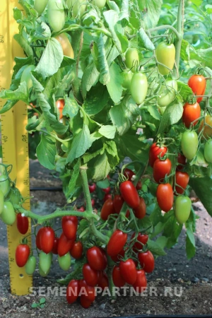 Томат ДЖЕК ПОТ F1 2-ной пак. 5шт