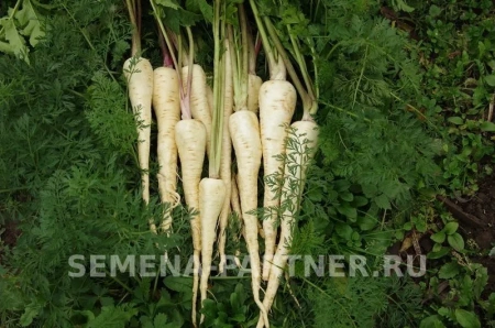 Пастернак ЛУЧШИЙ ИЗ ВСЕХ 1г