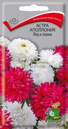 Астра Аполлония Лед и Пламя (ЦВ) 0,3г