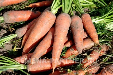 Морковь КУРОДА 1г