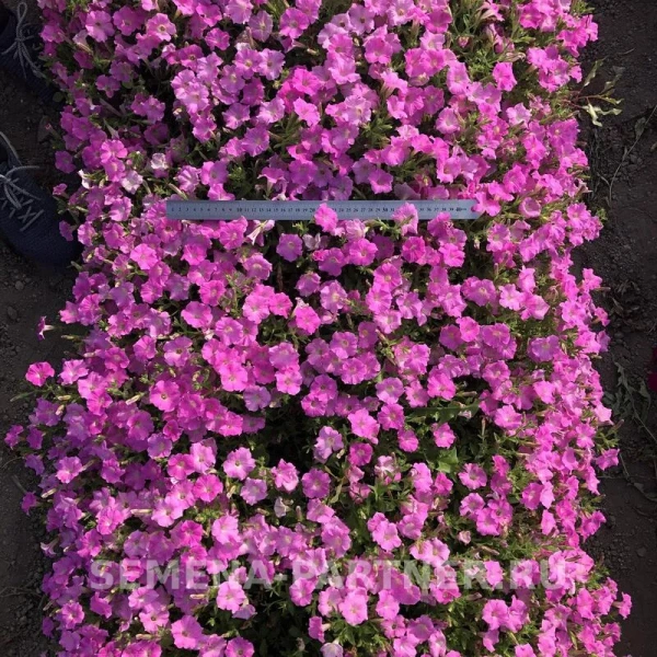 Петуния серия «Итальянка» АНИТА F1 5шт в амп